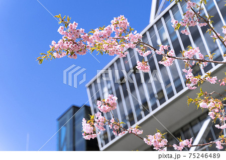 名古屋 栄 中部電力 MIRAI TOWER (名古屋テレビ塔)と河津桜 名古屋 栄 中部電力 MIRAI TOWER (名古屋テレビ塔)と河津桜 75246489