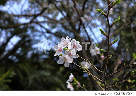 さくら 開花 静岡県沼津市 さくら 開花 静岡県沼津市 75246757