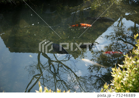 四季の散歩　春　古町　雛祭り 75246889