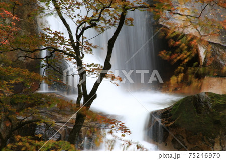 薮 屋外 室外 75246970