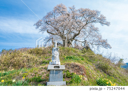 「群馬県」発知のヒガンザクラ 「群馬県」発知のヒガンザクラ 75247044