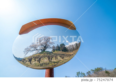 「群馬県」カーブミラーに写りこむ発知のヒガンザクラ 75247074