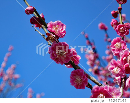梅の花 75247145