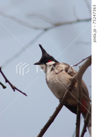 Red whiskered bulbul (Pycnonotus jocosus). bird perching on branch in nature Red whiskered bulbul (Pycnonotus jocosus). bird perching on branch in nature 75247363