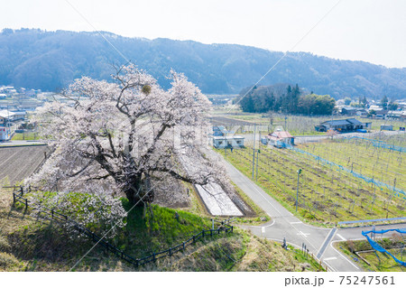 空撮「群馬県」発知のヒガンザクラ 75247561