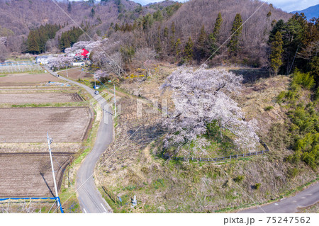 空撮「群馬県」発知のヒガンザクラ 75247562