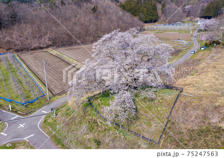 空撮「群馬県」発知のヒガンザクラ 空撮「群馬県」発知のヒガンザクラ 75247563