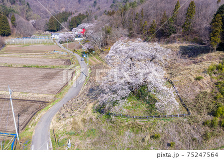 空撮「群馬県」発知のヒガンザクラ 空撮「群馬県」発知のヒガンザクラ 75247564