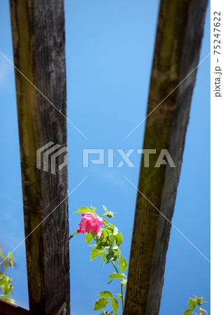 青い空と赤いバラ 75247622