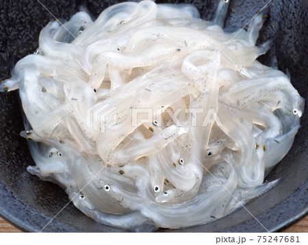 シラウオの刺身 シラウオの刺身 75247681