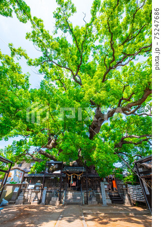 三島神社の薫蓋樟 三島神社の薫蓋樟 75247686