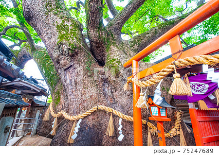 三島神社の薫蓋樟 三島神社の薫蓋樟 75247689