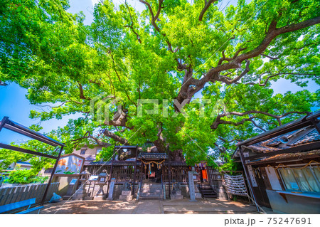 三島神社の薫蓋樟 75247691
