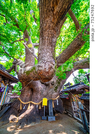 三島神社の薫蓋樟 75247692