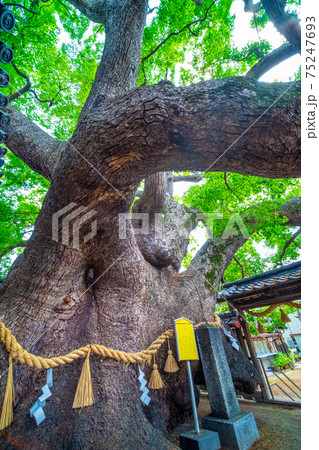 三島神社の薫蓋樟 75247693