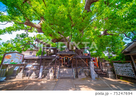 三島神社の薫蓋樟 75247694