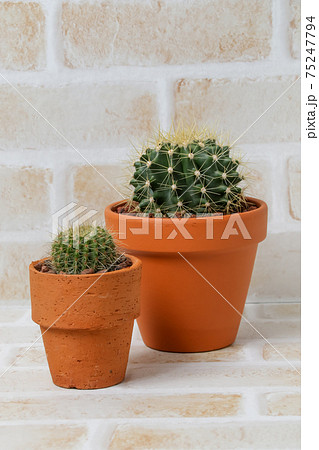 サボテン,黄彩玉、ガーデニング、ヘリテリー,植物,観葉植物,緑,トゲ,自然,緑色,園芸,多肉植物 75247794