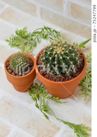 サボテン,黄彩玉、ガーデニング、ヘリテリー,植物,観葉植物,緑,トゲ,自然,緑色,園芸,多肉植物 75247799