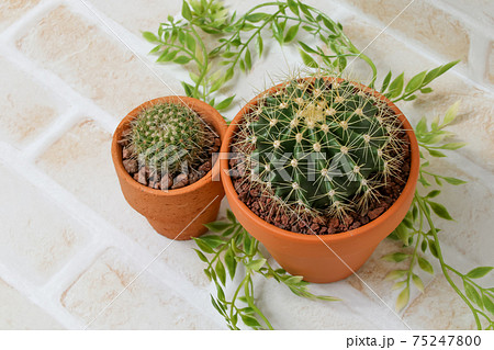 サボテン,黄彩玉、ガーデニング、ヘリテリー,植物,観葉植物,緑,トゲ,自然,緑色,園芸,多肉植物 75247800
