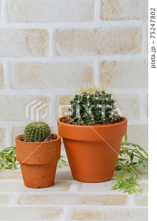 サボテン,黄彩玉、ガーデニング、ヘリテリー,植物,観葉植物,緑,トゲ,自然,緑色,園芸,多肉植物 75247802