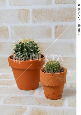 サボテン,黄彩玉、ガーデニング、ヘリテリー,植物,観葉植物,緑,トゲ,自然,緑色,園芸,多肉植物 75247810