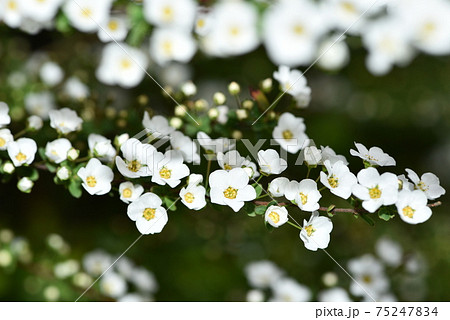 まえぼけの花が映っている雪柳 まえぼけの花が映っている雪柳 75247834
