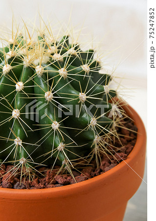 サボテン,黄彩玉,植物,観葉植物,緑,トゲ,自然,ガーデニング,仙人掌,多肉植物,園芸,鉢植え サボテン,黄彩玉,植物,観葉植物,緑,トゲ,自然,ガーデニング,仙人掌,多肉植物,園芸,鉢植え 75247852