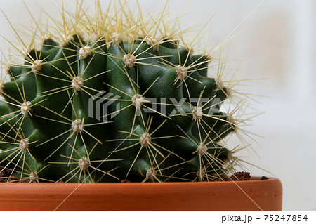 サボテン 黄彩玉 植物 観葉植物 緑 トゲ 自然 ガーデニング 仙人掌 多肉植物 園芸 鉢植えの写真素材