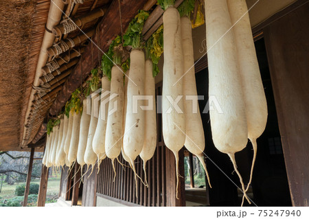 大根を干す 茅葺きの古民家で 大根を干す 茅葺きの古民家で 75247940