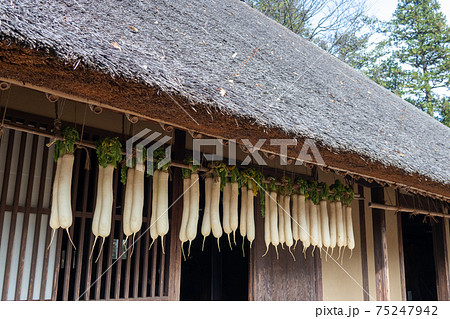 大根を干す 茅葺きの古民家で 大根を干す 茅葺きの古民家で 75247942