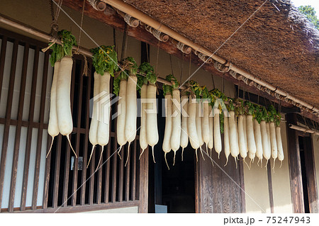 大根を干す 茅葺きの古民家で 大根を干す 茅葺きの古民家で 75247943