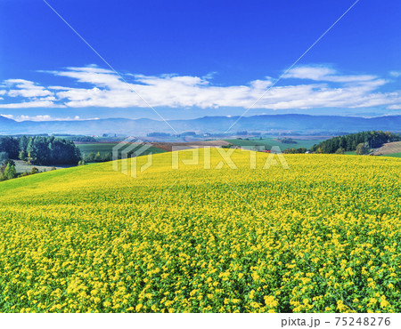 北海道 美瑛町 カラシナの花と大地 北海道 美瑛町 カラシナの花と大地 75248276