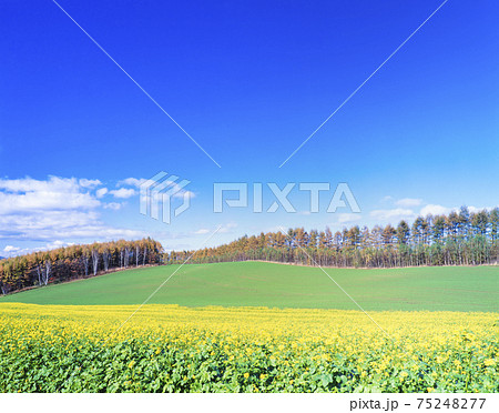 北海道　美瑛町　カラシナの花とカラ松の防風林 75248277