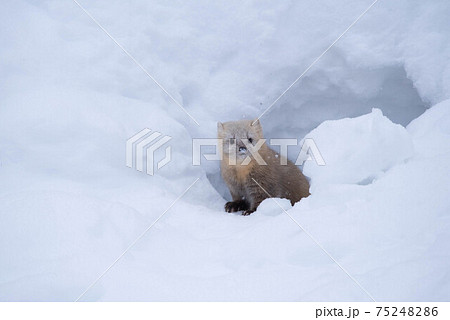 雪穴から顔を出すエゾクロテン 雪穴から顔を出すエゾクロテン 75248286