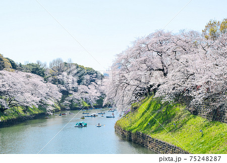 東京都　千鳥ヶ淵　満開の桜 75248287