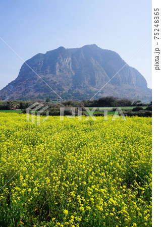 菜種 花畑 花 75248365