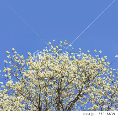 青空にハナミズキ　ハナミズキ　街路樹 75248839