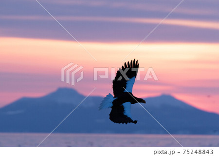 国後島の夜明けとオオワシ 75248843