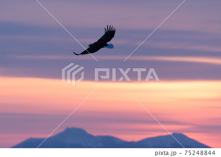 国後島の夜明けとオジロワシ飛翔 75248844