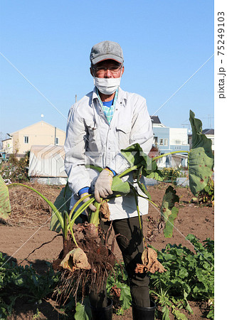 里芋を収穫するシニア男性 里芋を収穫するシニア男性 75249103