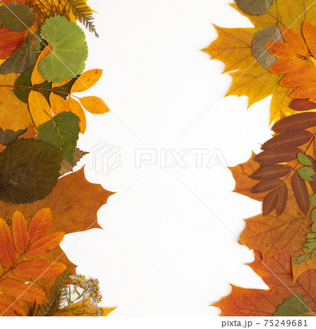 frame of autumn leaves isolated on white. Flatlay. Copy space. place for text or content 75249681