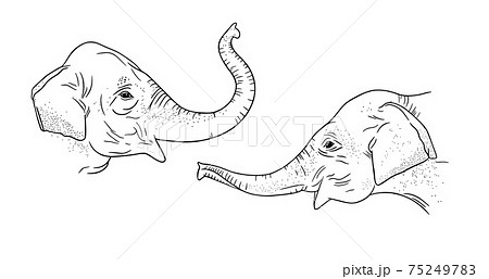 Elephant Head Profiles Isolated On White Stock Illustration