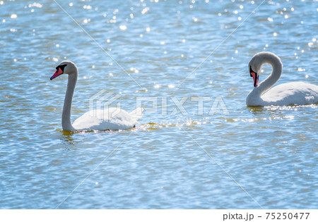 Two Graceful white Swans swimming in the lake, swans in the wild Two Graceful white Swans swimming in the lake, swans in the wild 75250477
