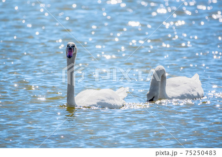 Two Graceful white Swans swimming in the lake, swans in the wild 75250483