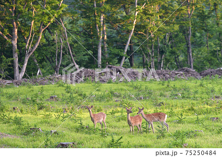 エゾシカの群れ エゾシカの群れ 75250484