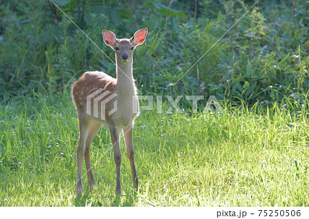 エゾシカの雌 75250506