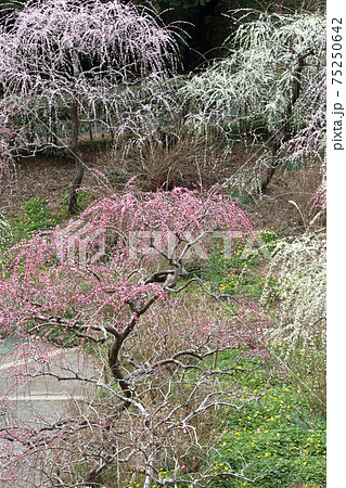 風情あふれるしだれ梅の庭園　掛川　龍尾神社 75250642