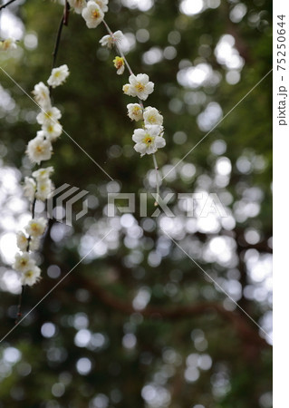 風情あふれるしだれ梅の庭園　掛川　龍尾神社 75250644
