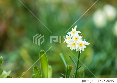 春の公園に咲く白いスイセン 75250645