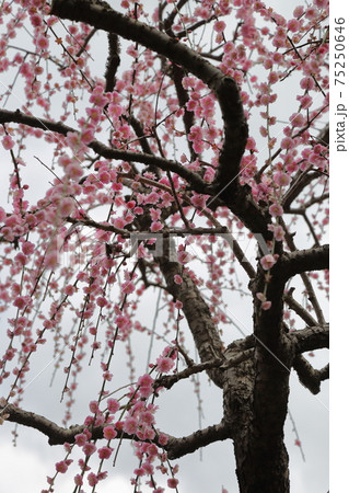 風情あふれるしだれ梅の庭園　掛川　龍尾神社 75250646